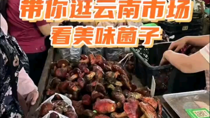 พาเที่ยวตลาดยูนนาน ชมเห็ดรสเลิศ