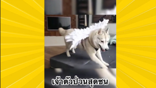 สัตว์เลี้ยงเพื่อนขนปุย : เจ้าตัวป่วนสุดซน