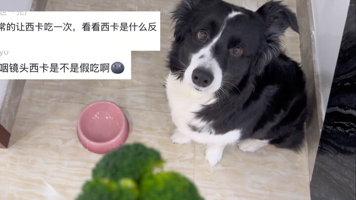 Immersive: Puppy Eating Broccoli