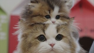 Emotions are way too stable! [Short Clip]