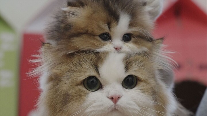 Emotions are way too stable! [Short Clip]