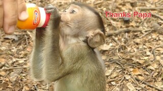 Feel Milk To Baby Calino Monkey, Baby Calino Very Sad Lost Mom, Our VO's Don't Leave You Alone