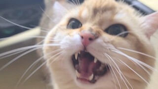 [Animals]This cat gets angry when I just touch it!