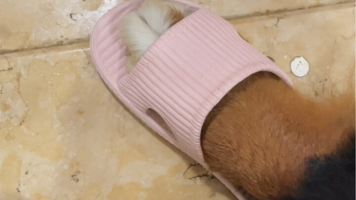 Bernese Mountain Dogs don’t have huge paws either—about size 39 (a bit snug).