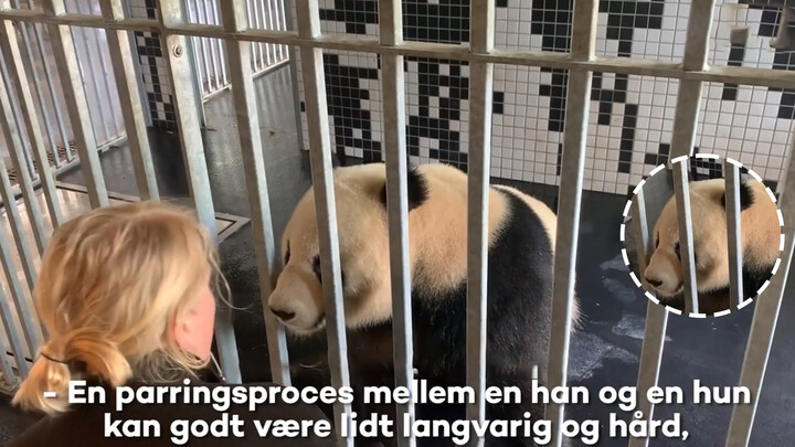 [Animals]Panda Xing Er and Mao Sun in Denmark Copenhagen Zoo