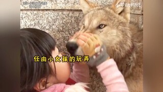 “Bạn chưa bao giờ thuần phục được tôi, chỉ là khi yêu bạn, tôi đã cất đi hàm răng sắc nhọn của mình.
