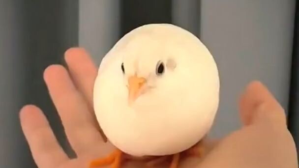 Super cute Japanese quail