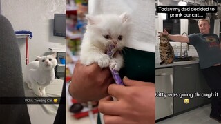 超可乐的猫猫行为