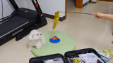 Play With My Dog Using Interactive Cat Toys