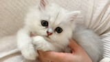 Come and Pet me! (Cute Kitten)