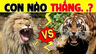 Sư Tử Châu Á Với Hổ Bengal - Con Nào Thắng - Chúa Sơn Lâm Hay Vua Đồng Cỏ?