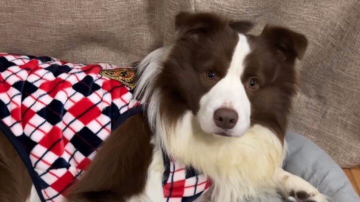 Puppy hardcorely expresses its need for companionship