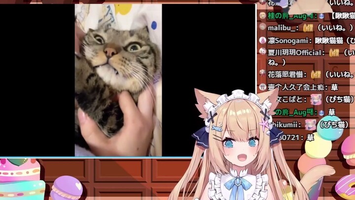 【花园Serena】猫猫看顶级吸猫被吓傻