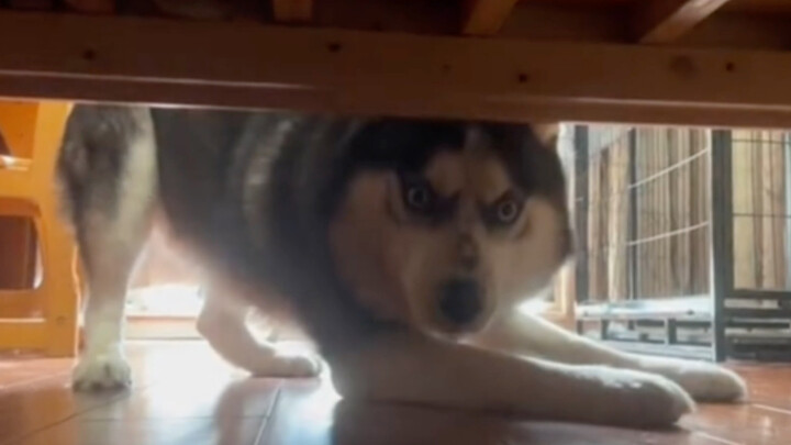 “Seluruh husky di dunia pun tak bisa mengumpulkan satu otak”