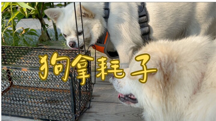 一猫两狗和一只小老鼠的战斗，结局你会猜不到