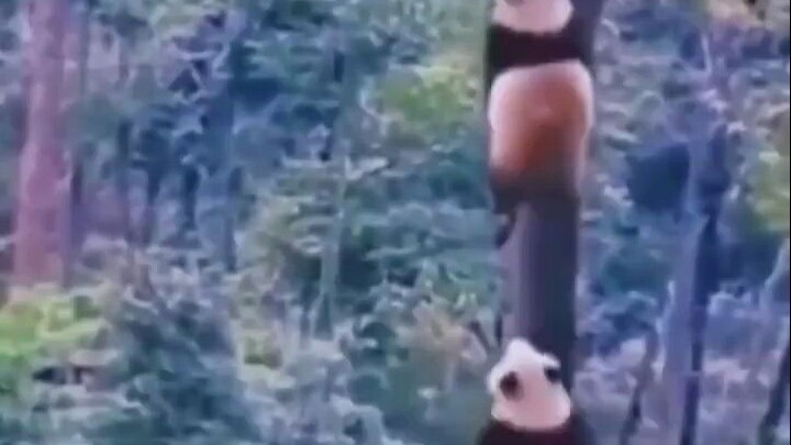 The panda climbs the tree, one ohm at a time.