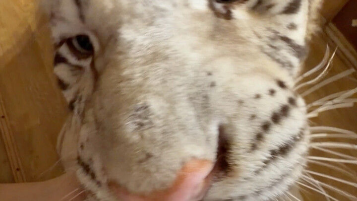 🐑: โตขนาดนี้แล้วยังสำลักนมอยู่เลย!