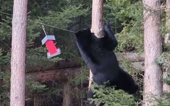 Wild black bear’s acrobatic act... Before climbing the rope, it even tests its weight-bearing capaci