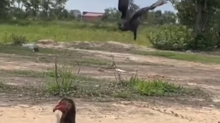 ผู้พิทักษ์ฝูงไก่ที่ดีที่สุด