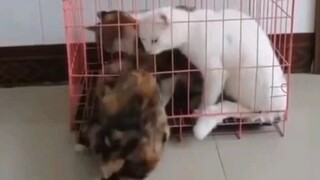 Kucing Putih: "Saya terkejut!"