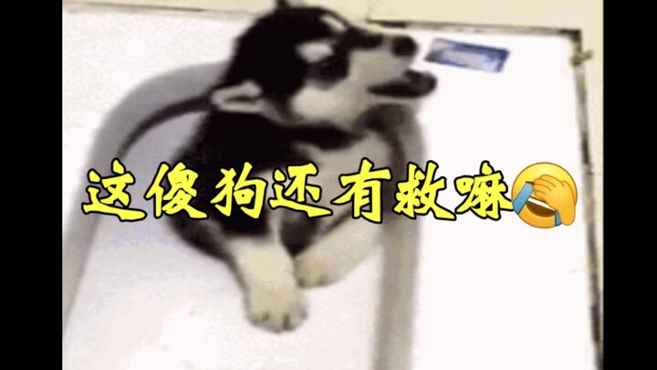 【Kocak Super Seru】Husky Konyol Ini Σ(ﾟ∀ﾟﾉ)ﾉ Bisa Membuatmu “Ngakak Sampai Bilang Astaga” dengan GIF-