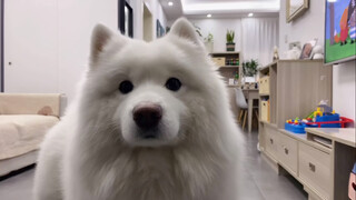 [Thú cưng/Samoyed] Tui không ăn cơm đâu, tui muốn ăn "chúc chích"