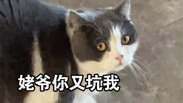 Yuanyuan: Why is it so hard to get even a single bite of your cat food!