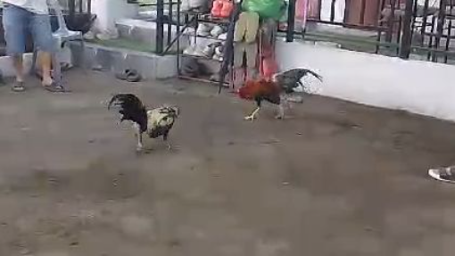 Allen Roundhead vs Hiraw