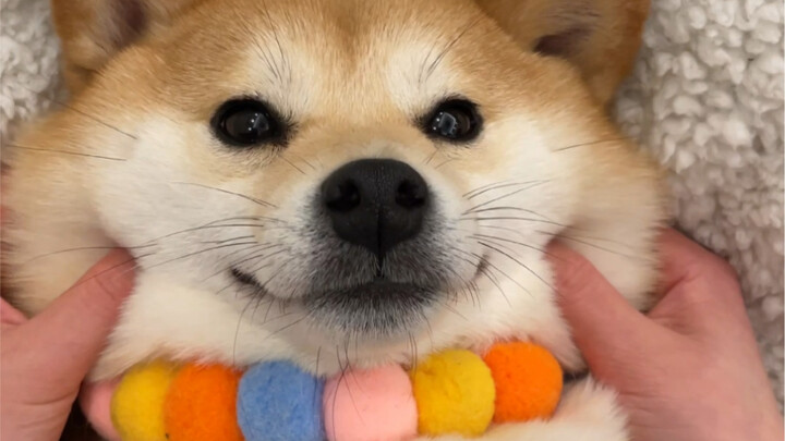 Pegang layarnya dengan kedua tangan—udah ngerasa kayak lagi rua anjing belum…?