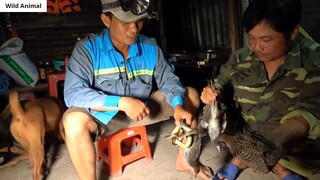 Chụp Chim Ban Đêm _ Hunting Birds at Night _ 2