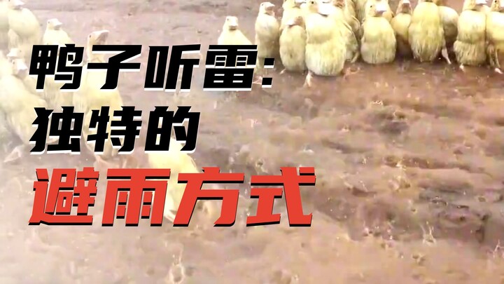 Chiêm ngưỡng những hành vi kỳ lạ của động vật