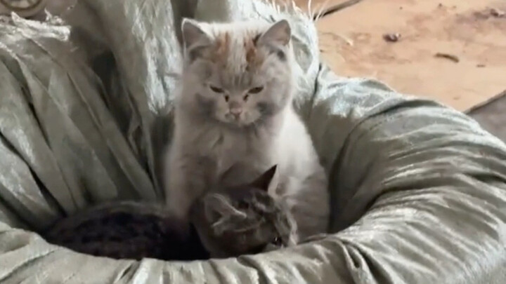 Kalau si kucing sudah benar-benar kotor, itu berarti dia benar-benar kesulitan!