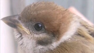 وجدت قطة صغيرة لطيفة، دعني أريها للدجاجة