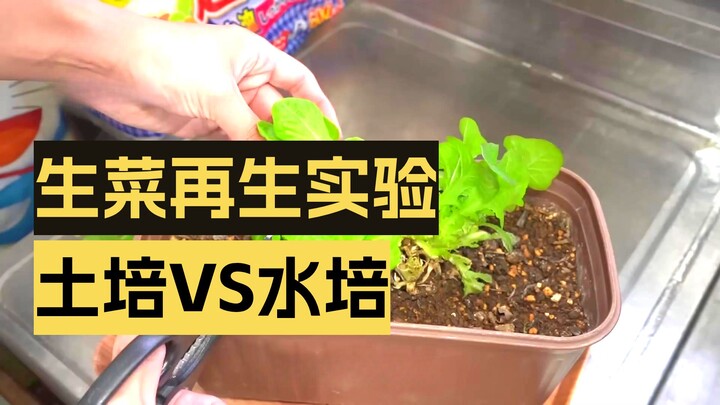 Có thể trồng phần đầu rau diếp đã cắt để thu hoạch lại rau diếp không?