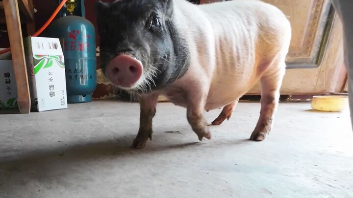 A cat's piggy and doggy friends!