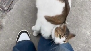 Cat "shows everyone a sea cucumber cat leg stretch"