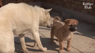 Godfather Dog เลี้ยงลูกสุนัขที่ป่วยเพื่อเพื่อนที่ดีที่สุดของเขา คริสเตอร์ คลับ