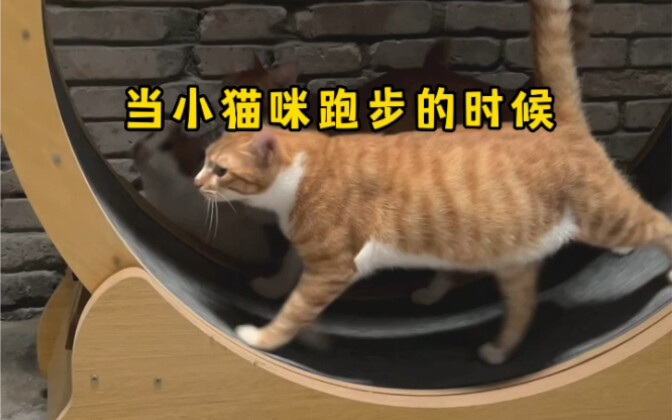 边散步边听音乐，小猫咪想不瘦都难
