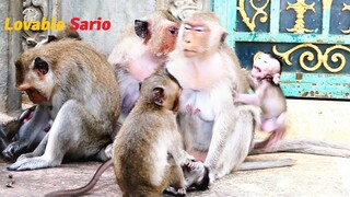 Sweetie Baby Sario Development From Youngest To Elder Age, Sario Is Lovable Baby