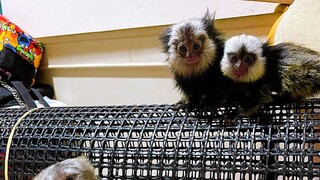 Adorable Marmoset Monkey - พวกมันเป็นลิงมาโมเสทที่น่ารักมาก