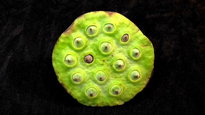 การมองหาแมลงในฝักบัว การเก็บมันทีละตัวนั้นเป็นเรื่องที่เครียดเกินไป