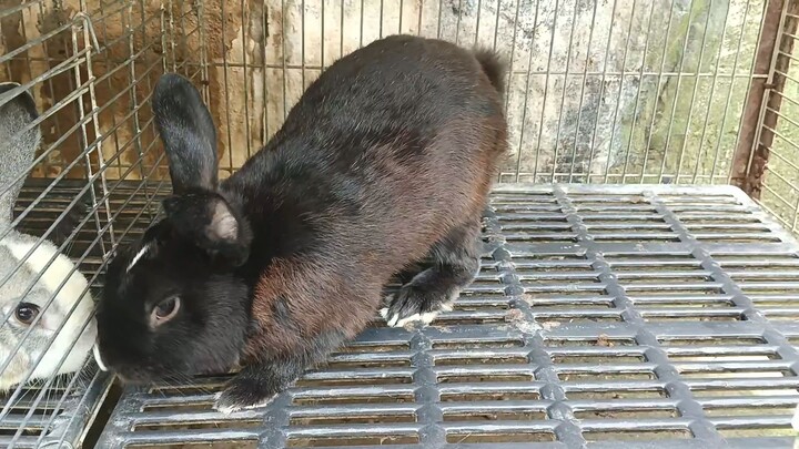 Upgraded Newzealand Rabbit