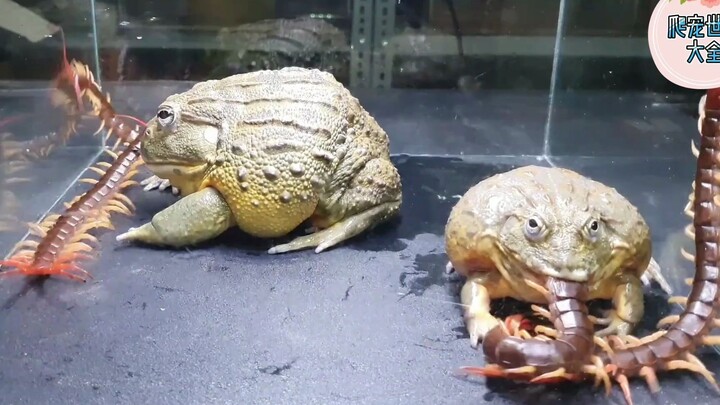 牛蛙兄弟俩吃自助，新鲜的大蜈蚣吃起来得劲！