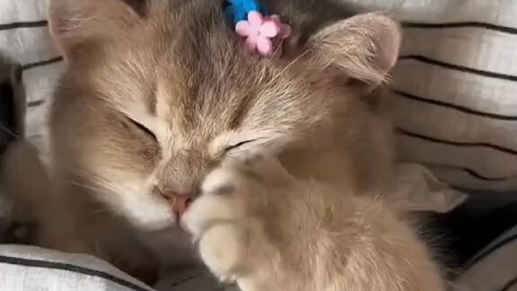 cats