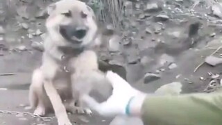 Dog: Born as a human, yet you're such a dog!