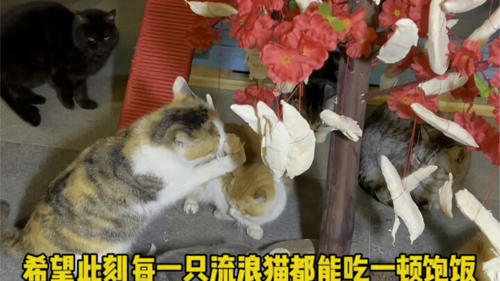 Today’s the day for these stray cats to take stock of the year—wonder what they think about their “y