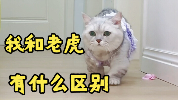 What's the difference between me and a tiger?