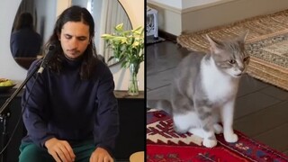 Aku ubah suara meong kucing yang kesepian menjadi sebuah lagu, sungguh menyayat hati!