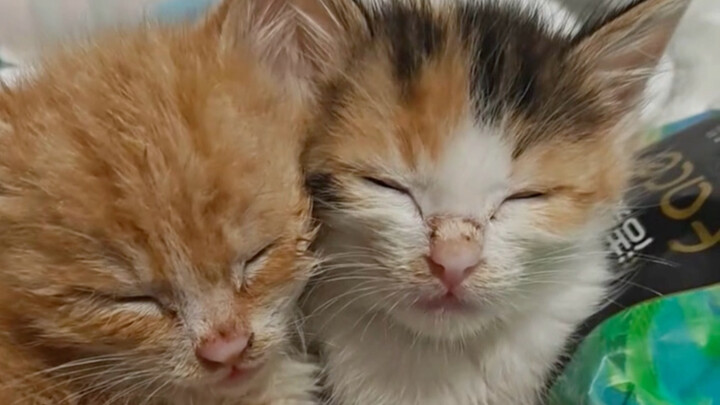 น่ารักจริงๆ แมวน้อยตัวนิดเดียว