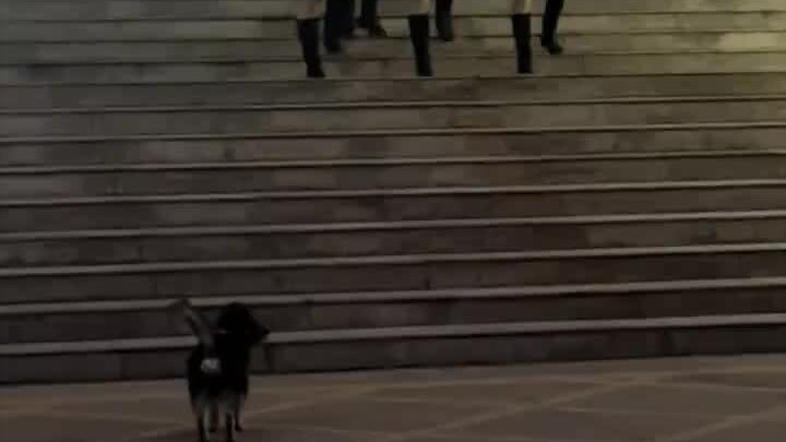 A well-trained, patriotic little dog
